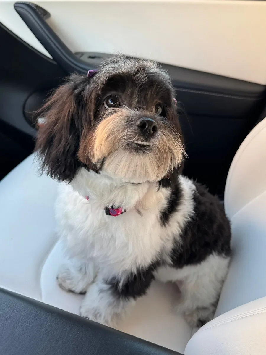 Koko, a teddy bear mix