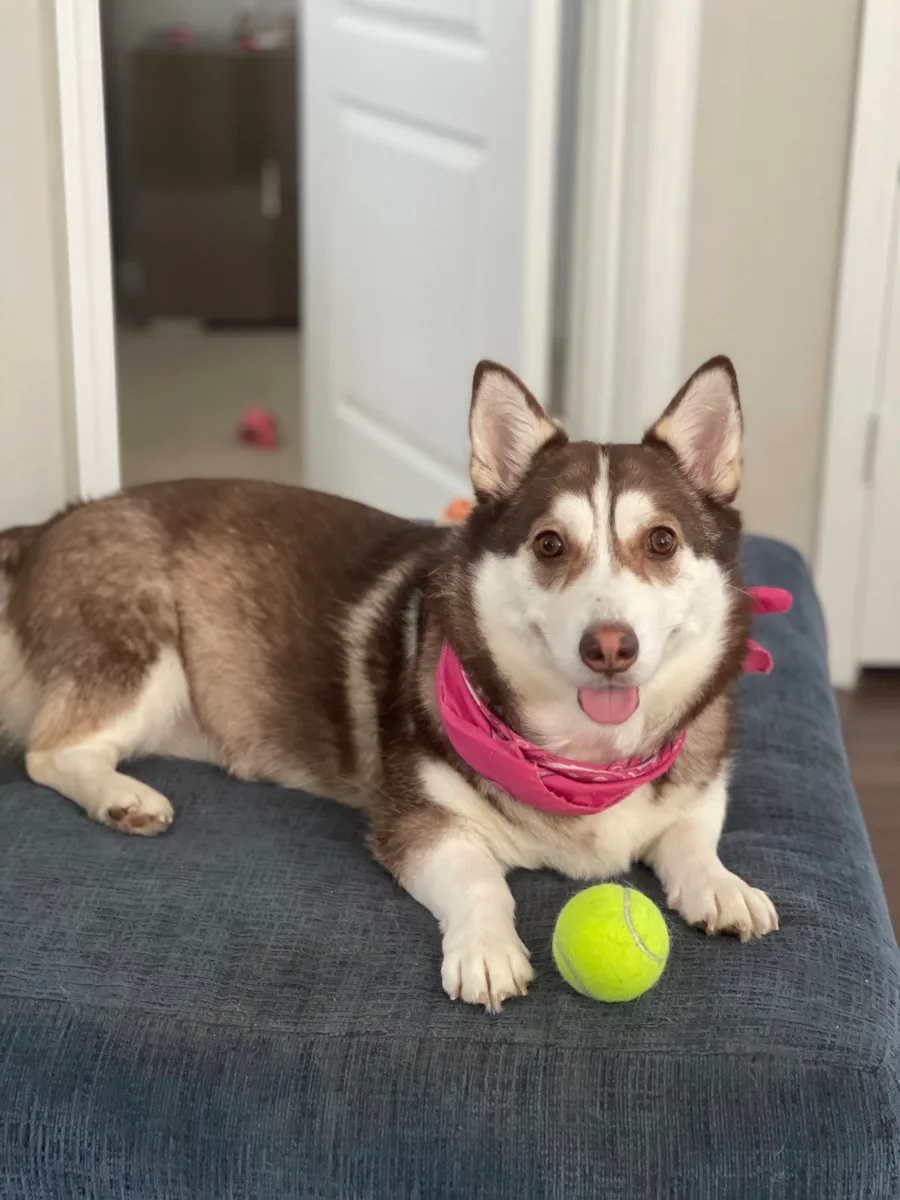 Nala, a corgi husky mix