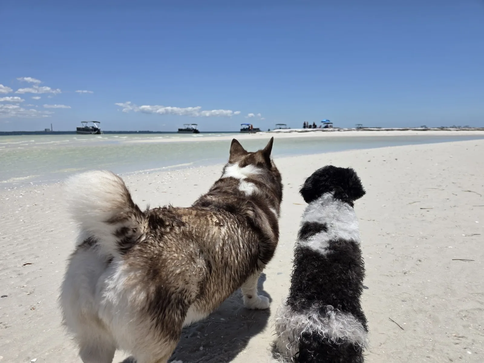 Koko and Nala on a Florida sandbar, looking out at shallow turquoise water with boats anchored on the horizon